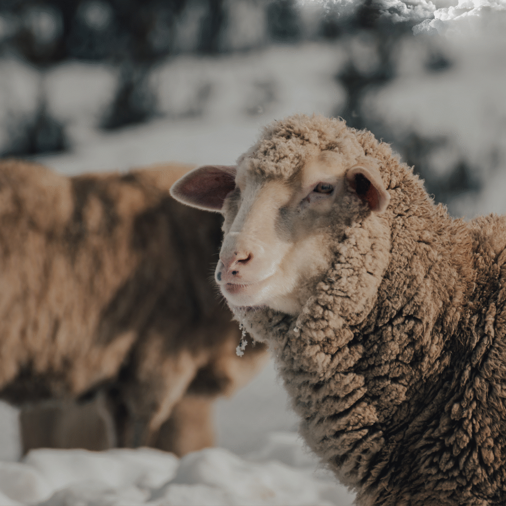 is merino wool itchy