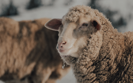 is merino wool itchy