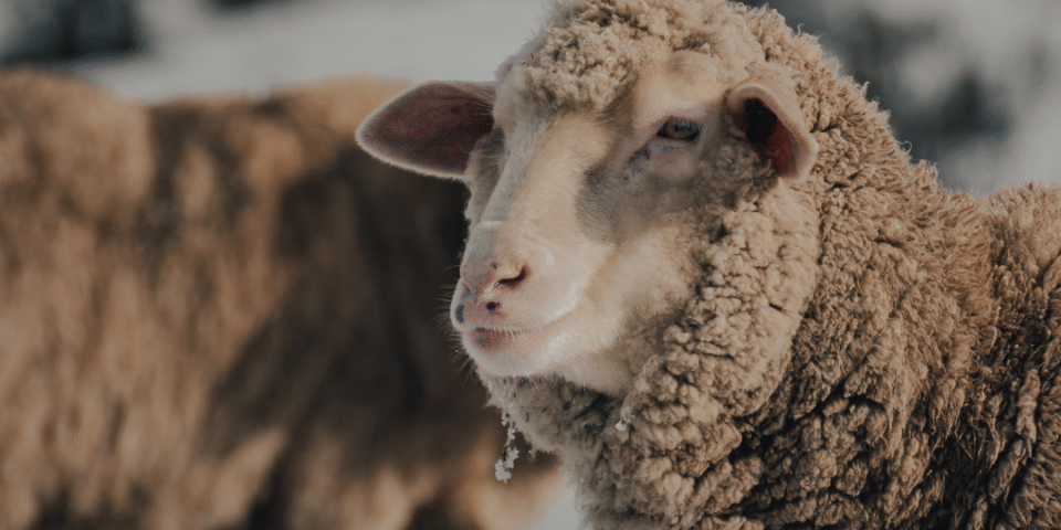 is merino wool itchy