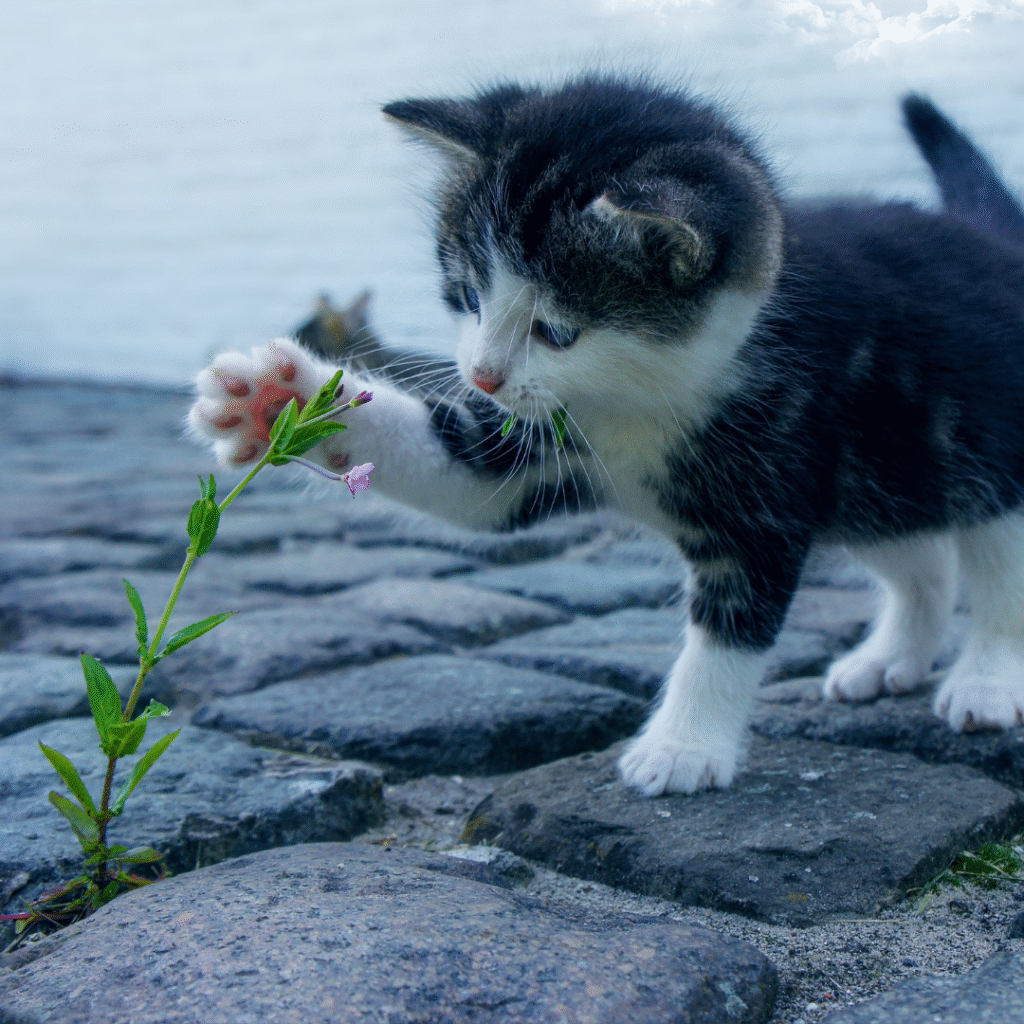 rapid breathing in cats