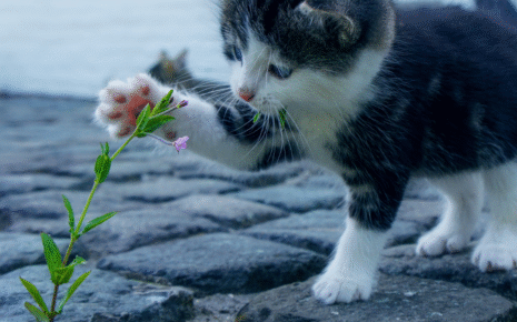 rapid breathing in cats