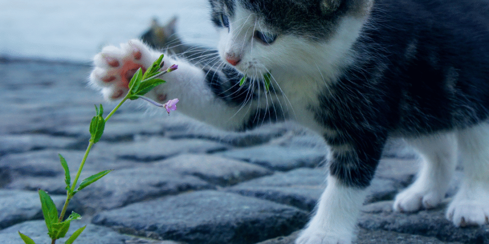 rapid breathing in cats
