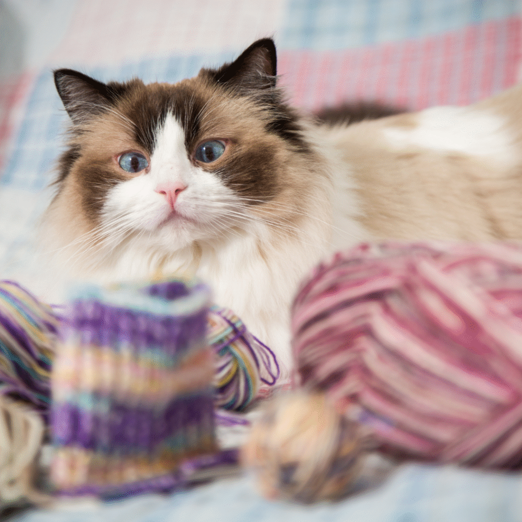 Cat Socks 2025: Whimsical Knitting Trends for Feline-Inspired Feet 2 cat socks