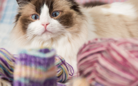 cat socks