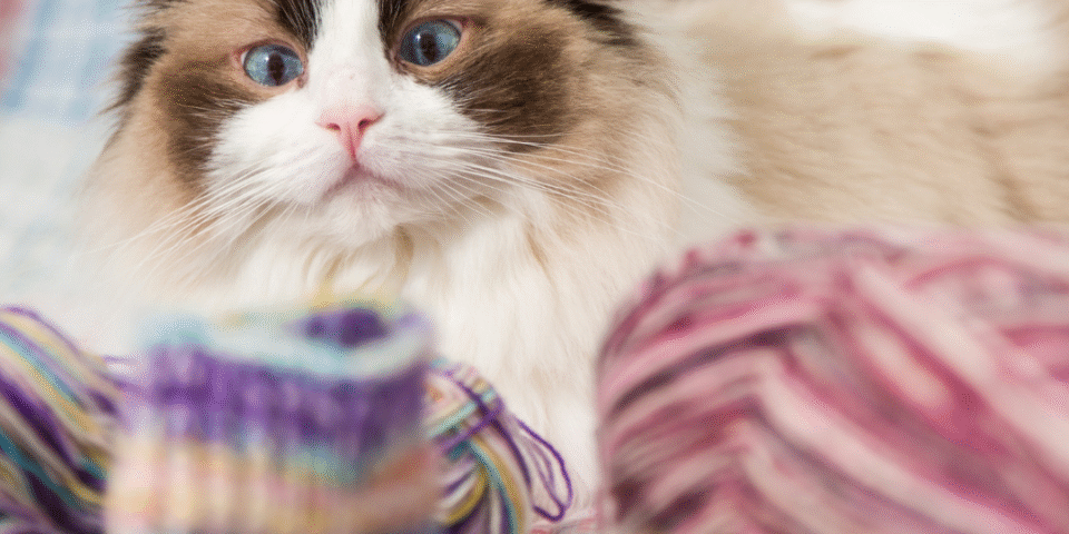 cat socks
